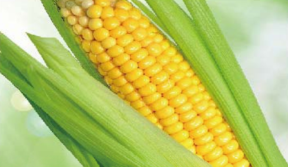 陶瓷膜应用：：生物、医药行业